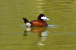 Ruddy Duck
