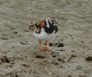 Ruddy Turnstone