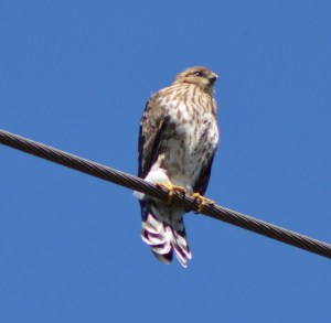 Sharp-Shinned Hawk