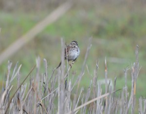 song sparrow