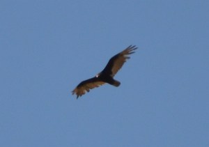 Turkey Vulture