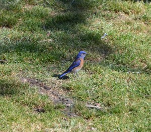 western bluebird