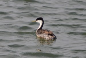 Western Grebe