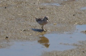 Western Snowy Plover