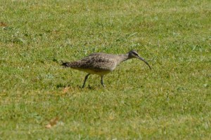 Whimbrel