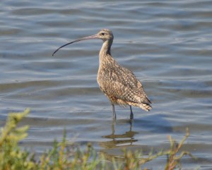 Whimbrel
