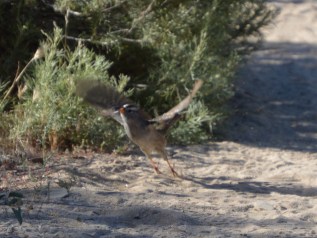 white-crowned sparrow-2