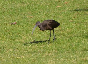 White faced Ibis