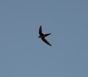 White Throated Swift