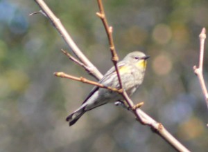 yellow rumped warbler