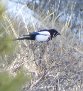 black-billed-magpie
