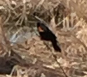 Tri-colored blackbird