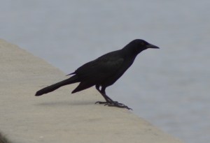 black grackle