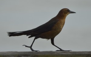 boat tailed grackle