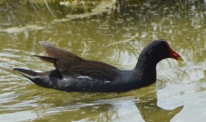 common gallinule