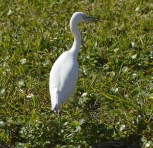little egret