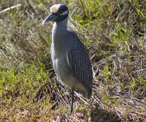 yellow crowned night heron
